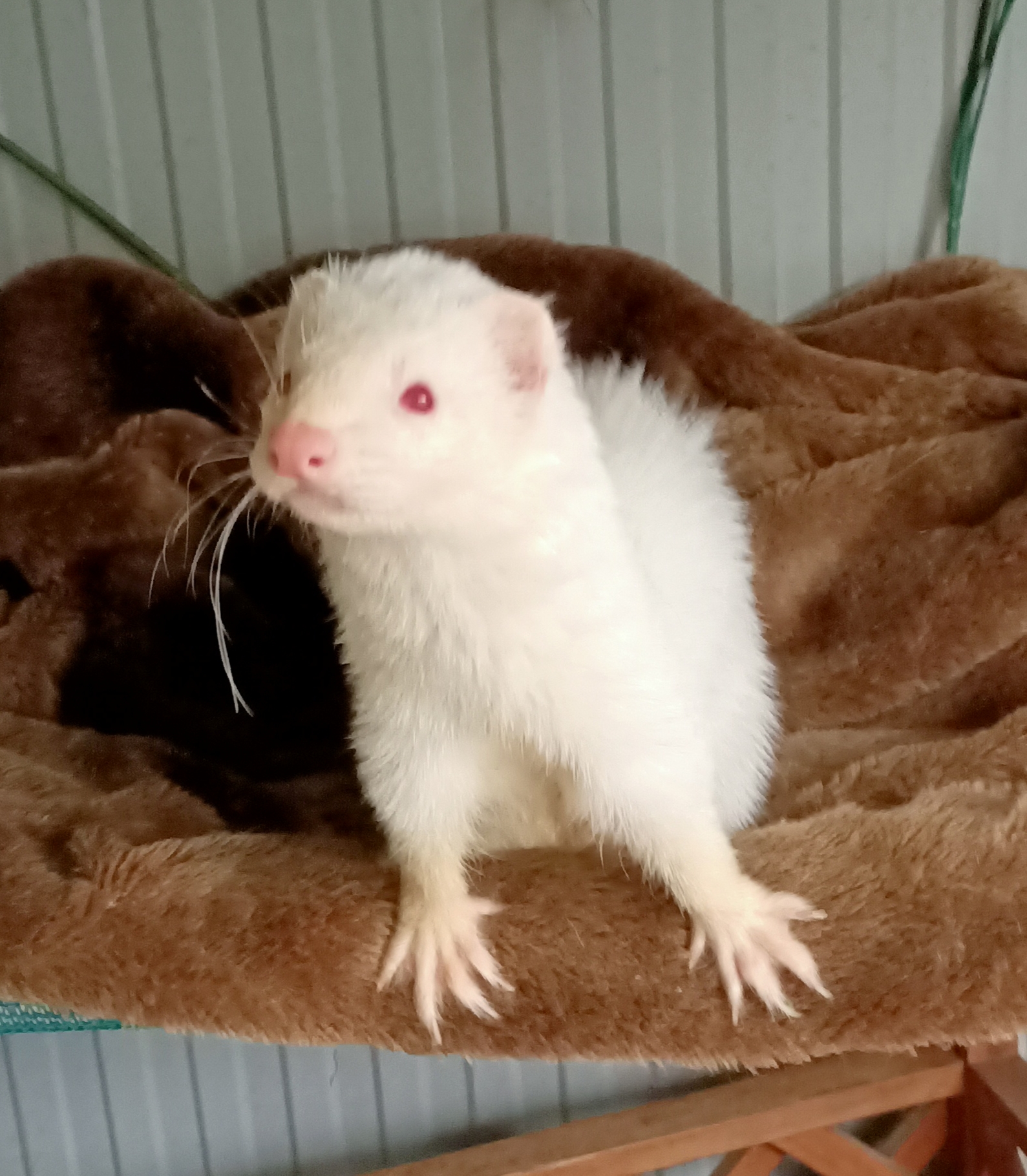 Boomy Male Ferret in NSW PetRescue