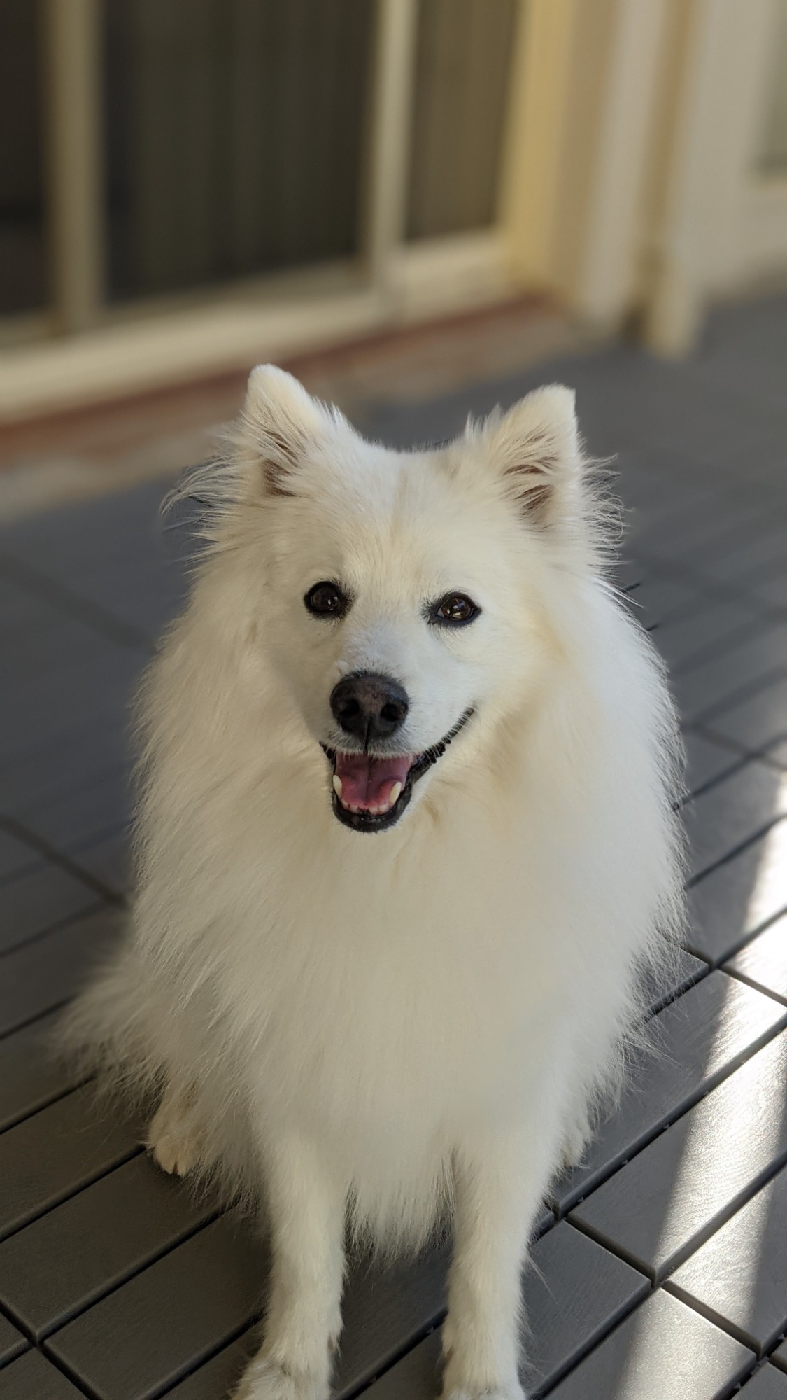 I Think I Have The Only Japanese Spitz In The World With A, 40% OFF