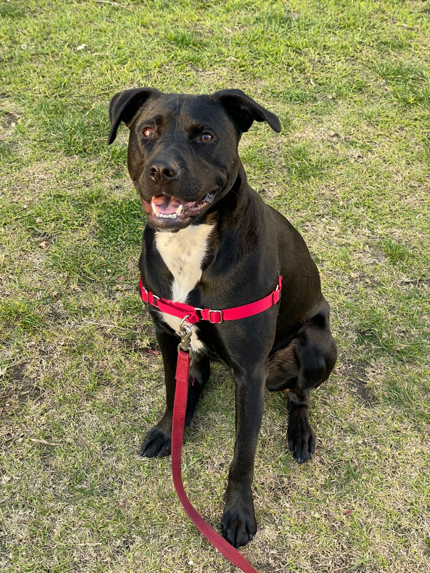 Pepper - Medium Female Labrador x Staffordshire Bull Terrier Mix Dog in ...