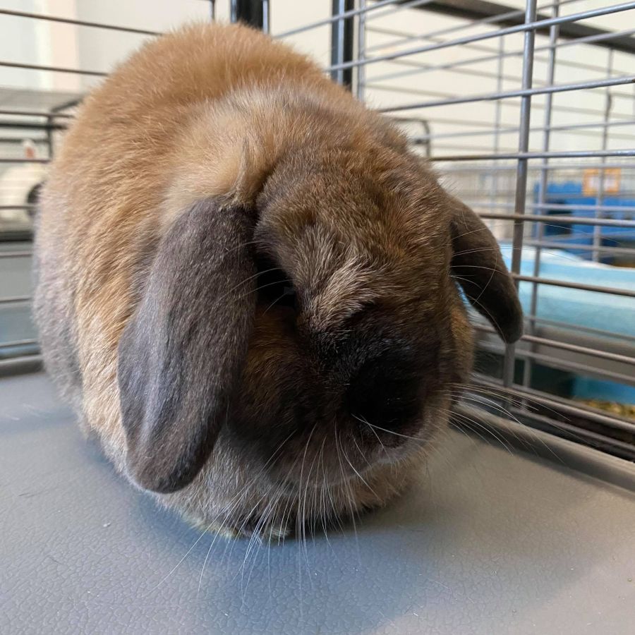 Kookie with Koko - Male Rabbit in NSW - PetRescue