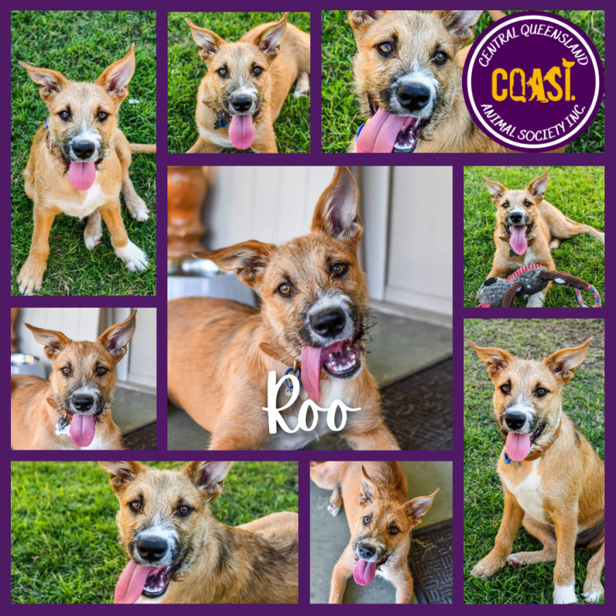 Roo - Medium Female Jack Russell Terrier Mix Dog in QLD - PetRescue
