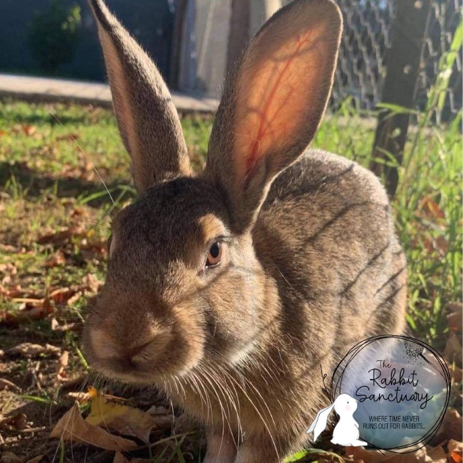 Rosalind - Female Mix Rabbit in NSW - PetRescue