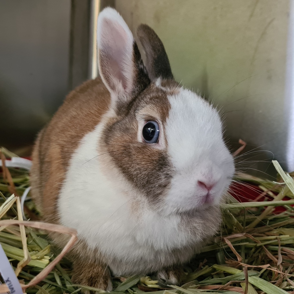 Hailey Female Netherland Dwarf Mix Rabbit in VIC PetRescue