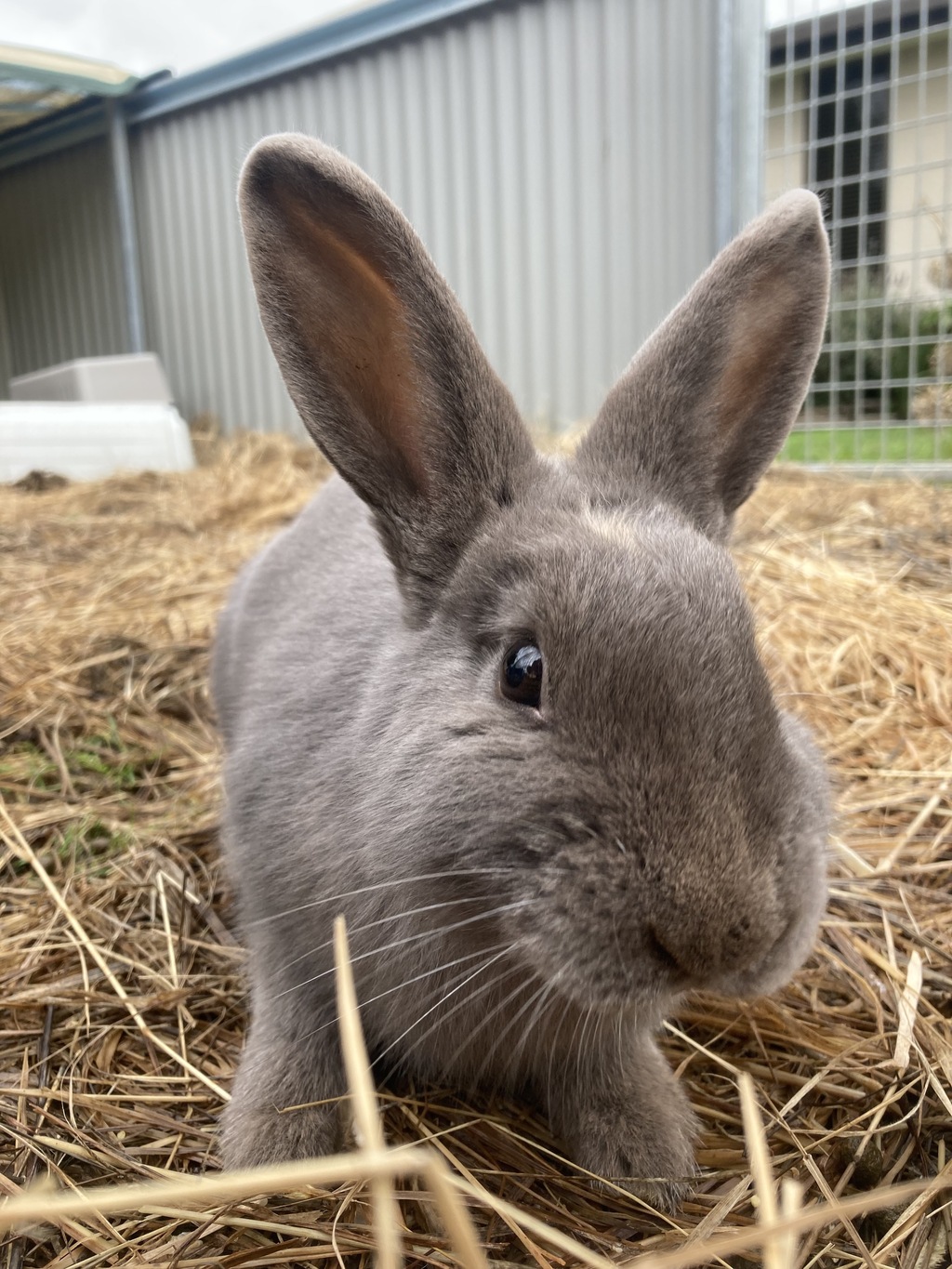 Pixie - Female Beveren Mix Rabbit in TAS - PetRescue