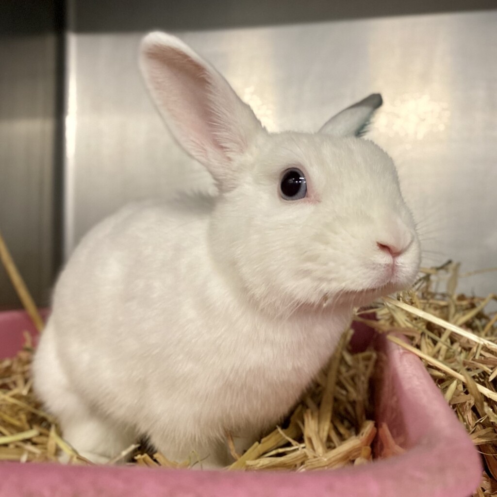 Alba (adoption Pending) - Female Netherland Dwarf Mix Rabbit in VIC ...