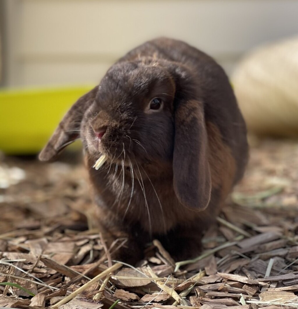 Cashmere Male Lop Eared Mix Rabbit in NSW PetRescue