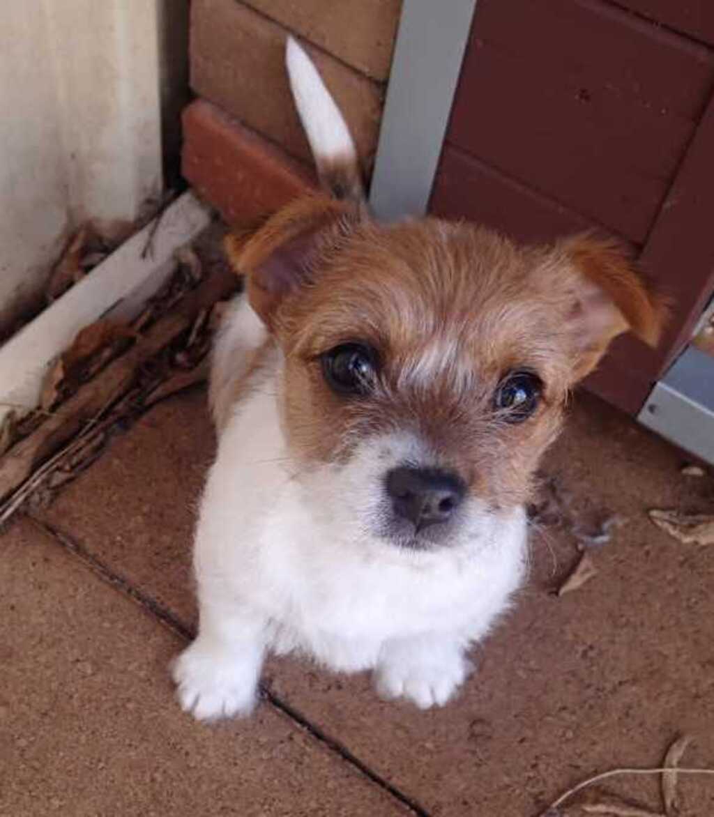 RSPCA Toowoomba PetRescue RSPCA Toowoomba PetRescue