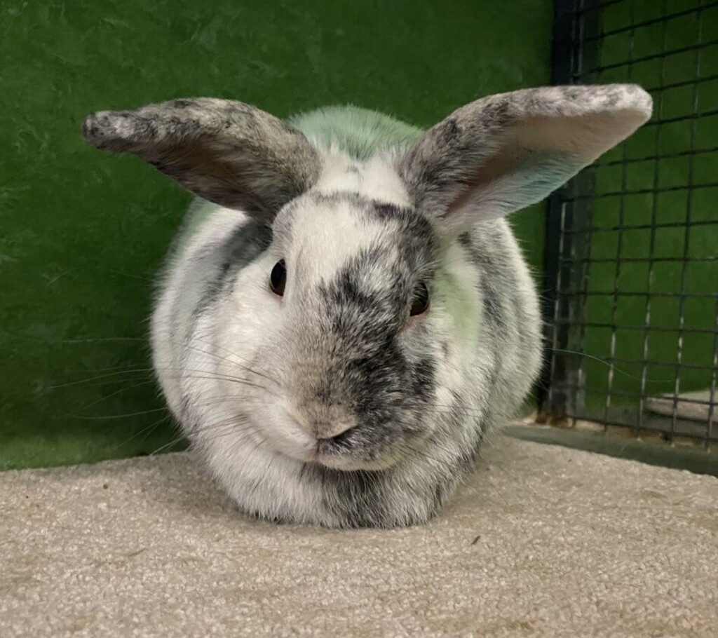 Alfie - Male Rabbit Unspecified Rabbit in VIC - PetRescue