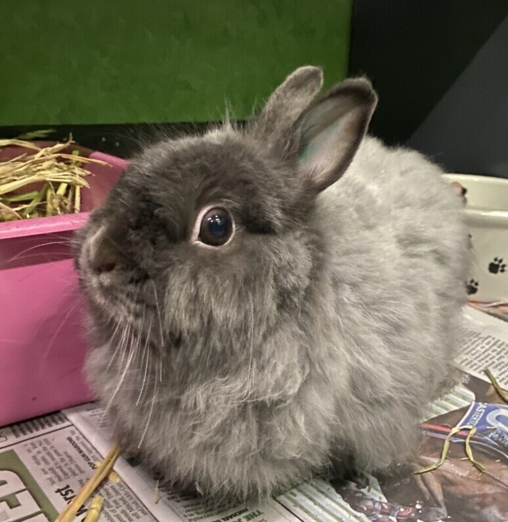 Coco Female Jersey Wooly Rabbit in VIC PetRescue