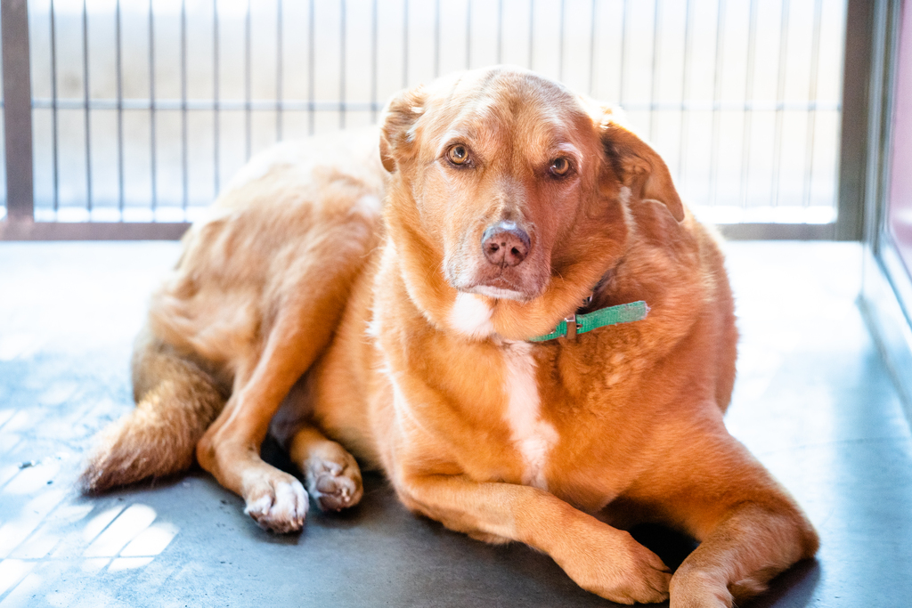 Darling Large Female Golden Retriever x Kelpie Mix Dog in QLD PetRescue