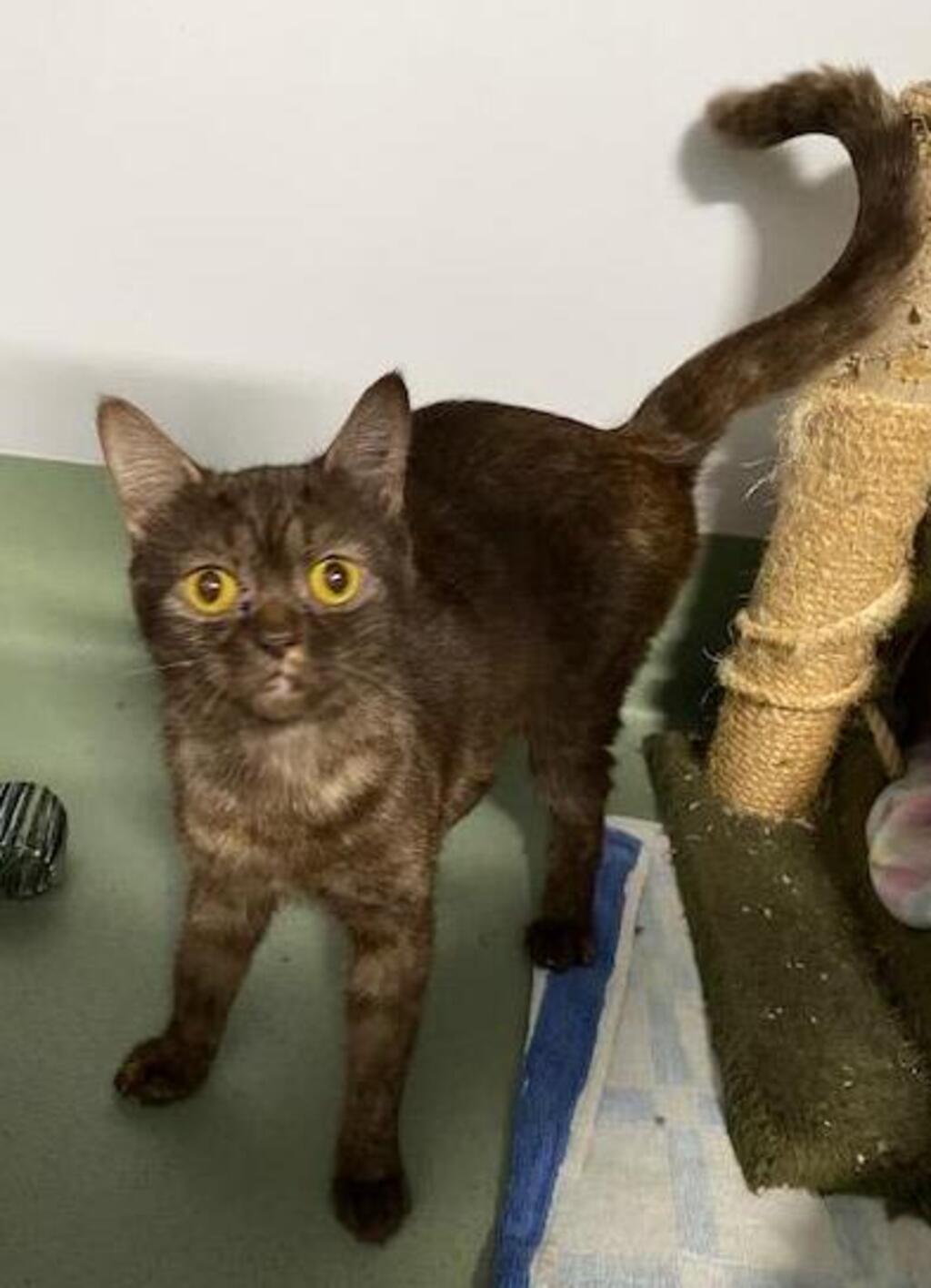 Ma Female Oriental Mix Cat in QLD PetRescue