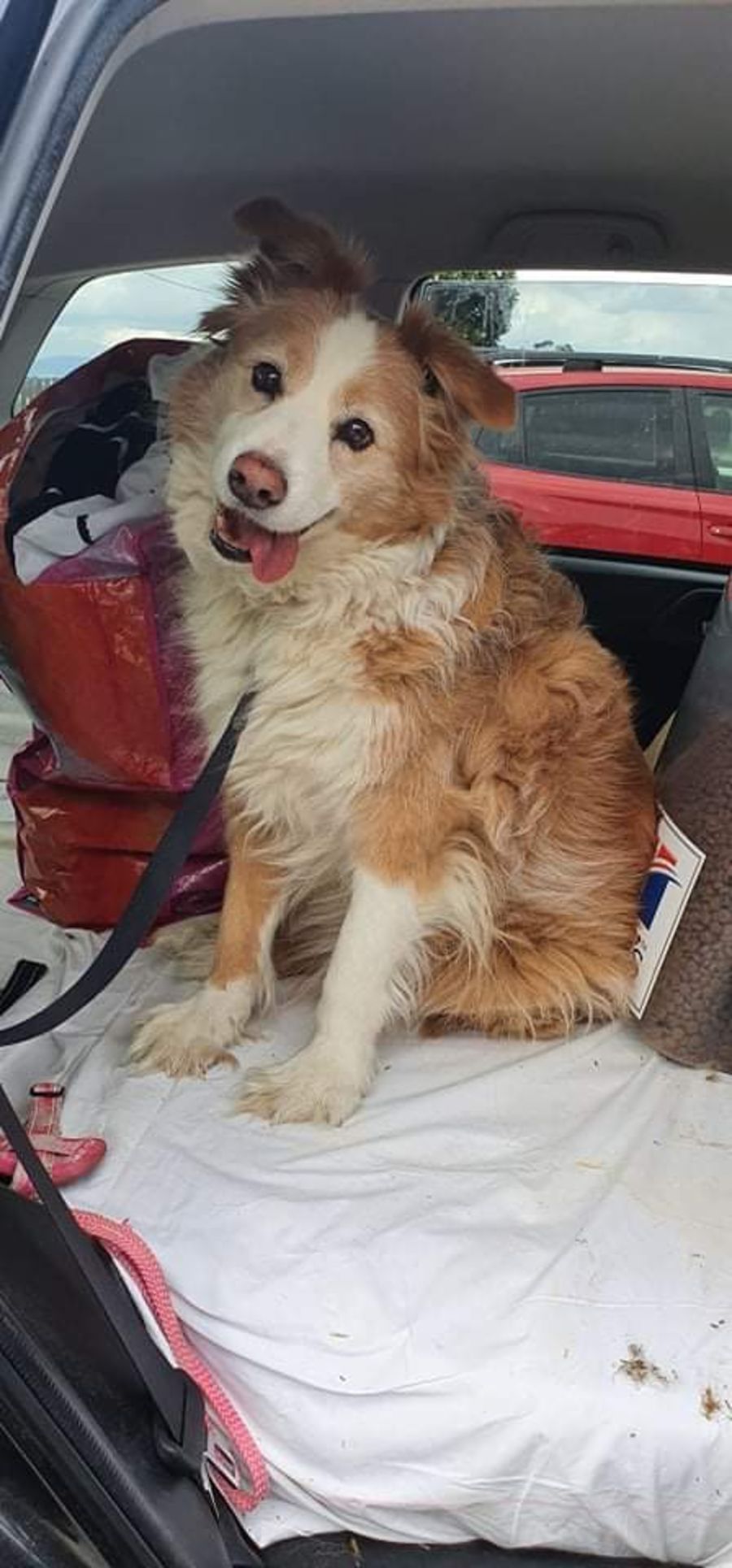 Southern Downs ARK PetRescue