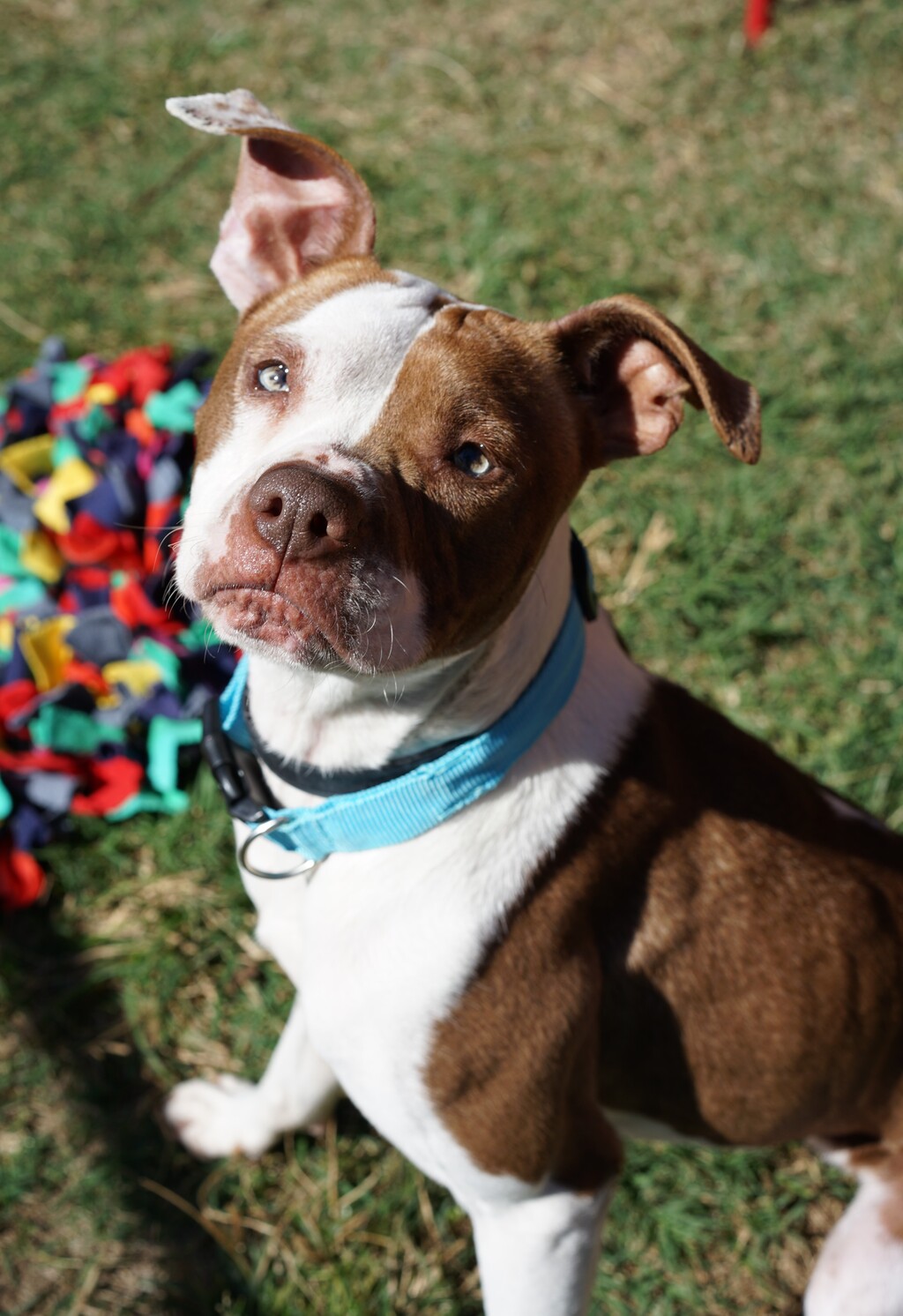 boxer staffordshire mix puppy boxer staffordshire mix puppy