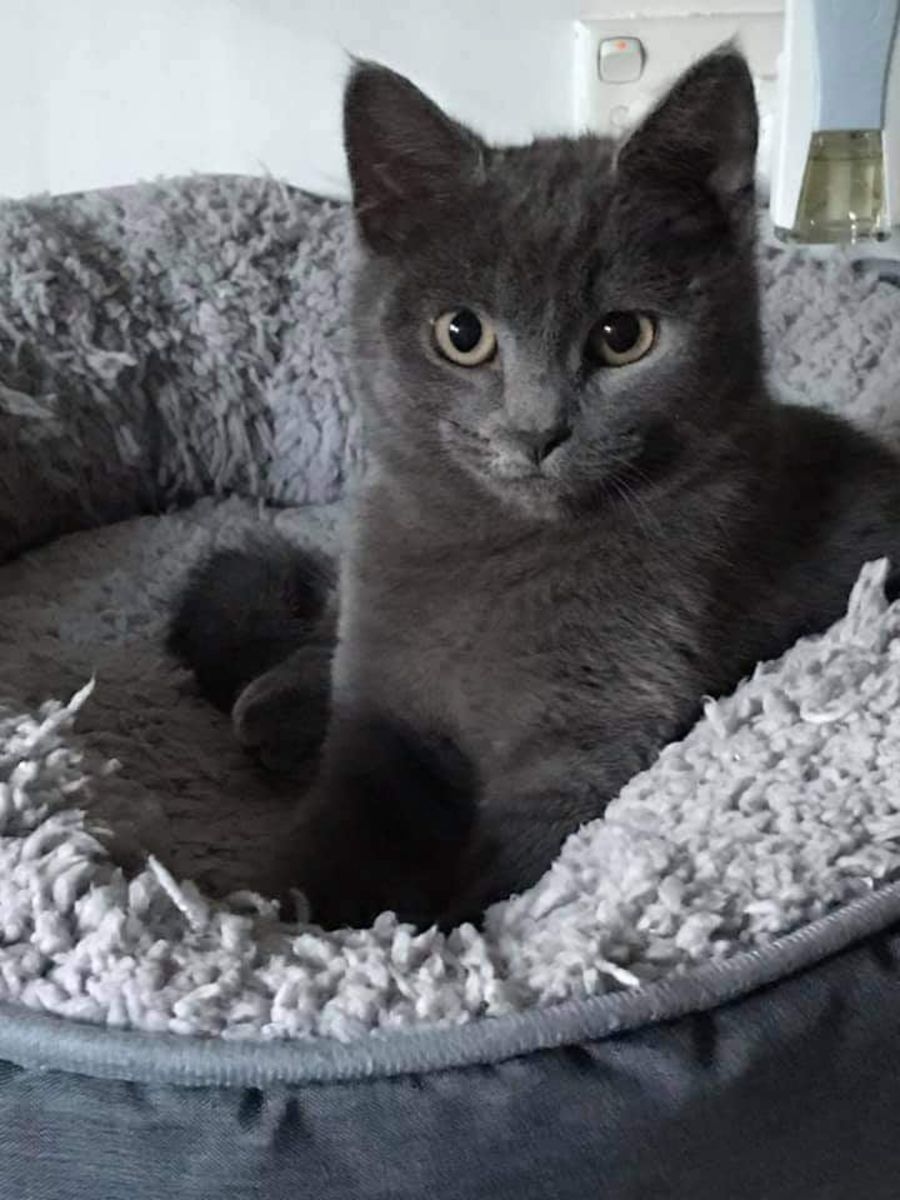 Frankie **2nd Chance Cat Rescue** Female Domestic Short Hair Cat in