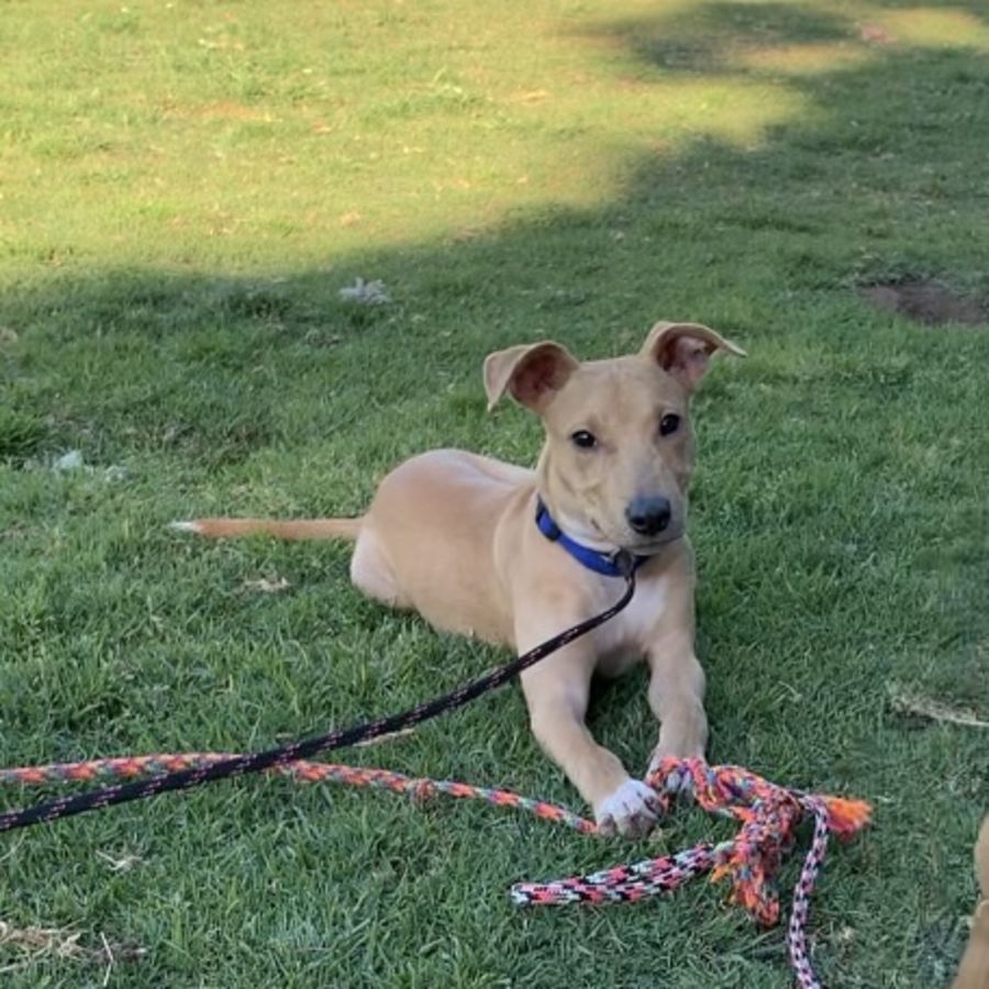 whippet mixed breeds