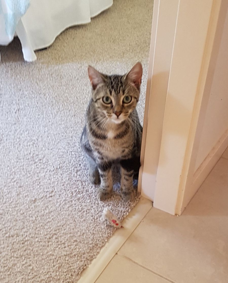 Northern Rivers Animal Services Petrescue