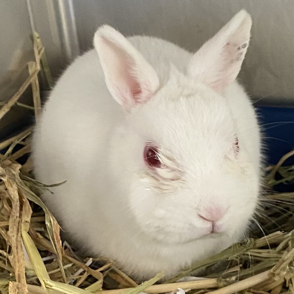 Teacup - Female Netherland Dwarf Rabbit in VIC - PetRescue