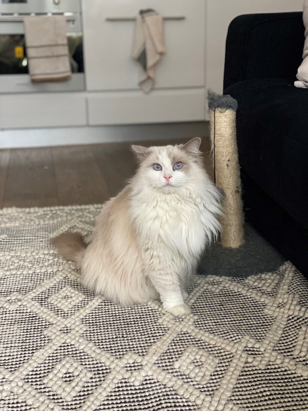 Storm - Female Ragdoll Cat in VIC - PetRescue