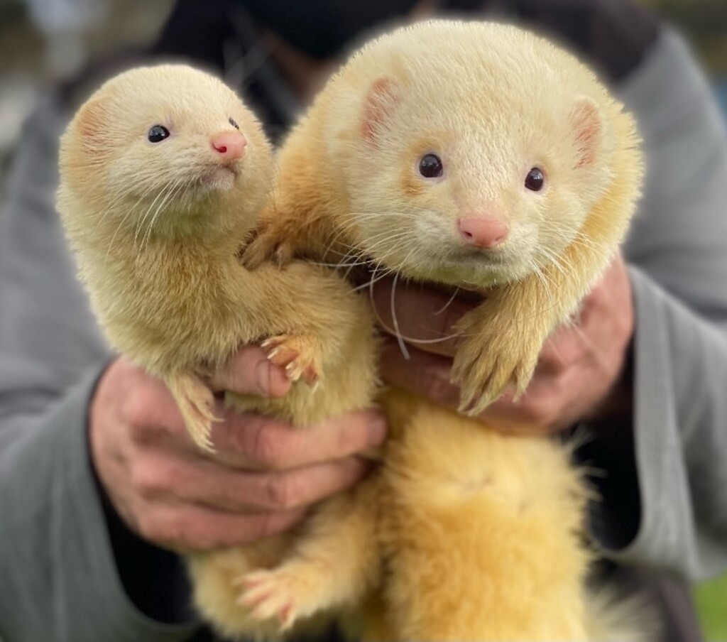 Ferrets for sales sale vic