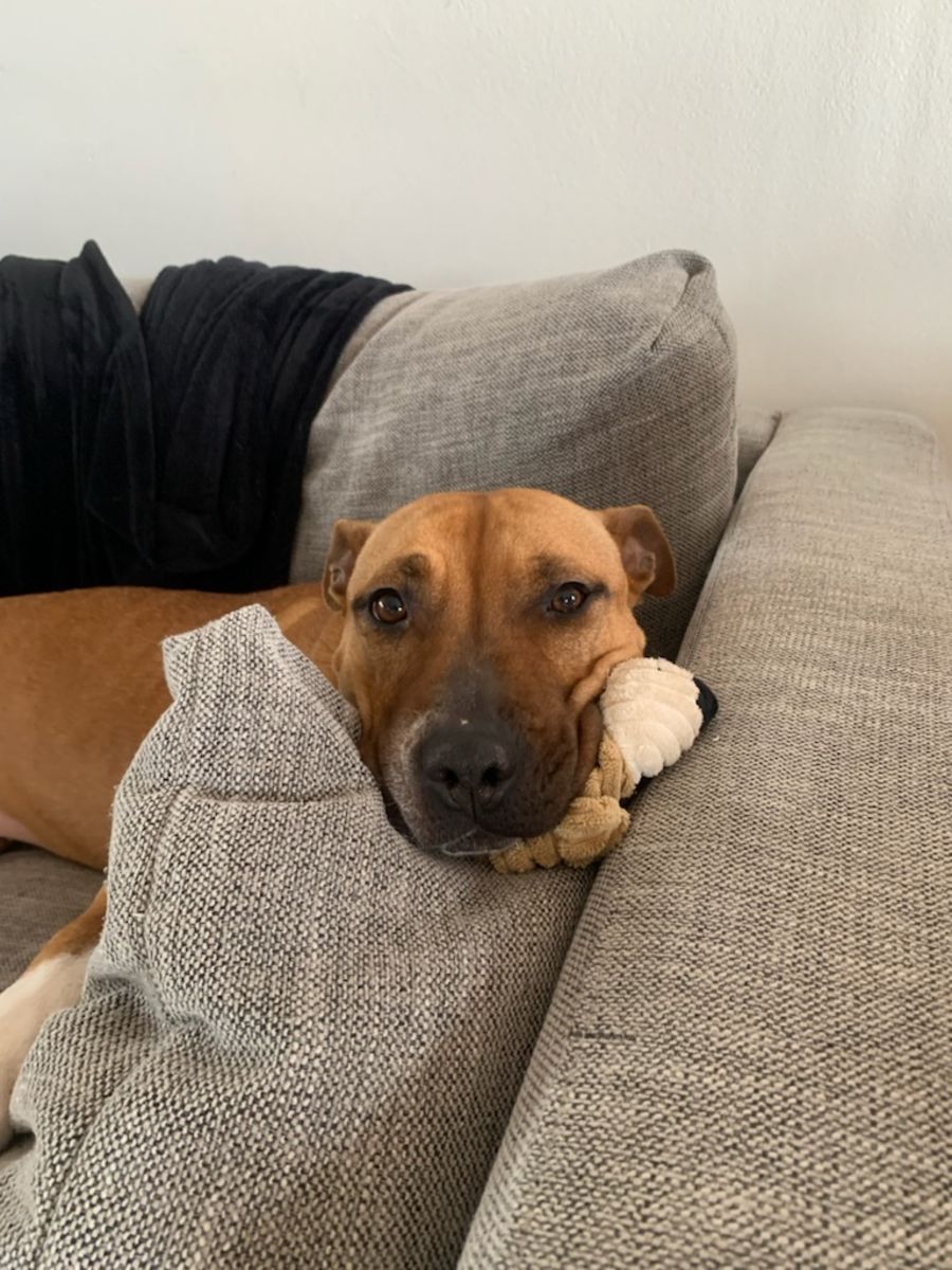 Lily - Medium Female Staffy x Rhodesian Ridgeback Mix Dog in NSW ...