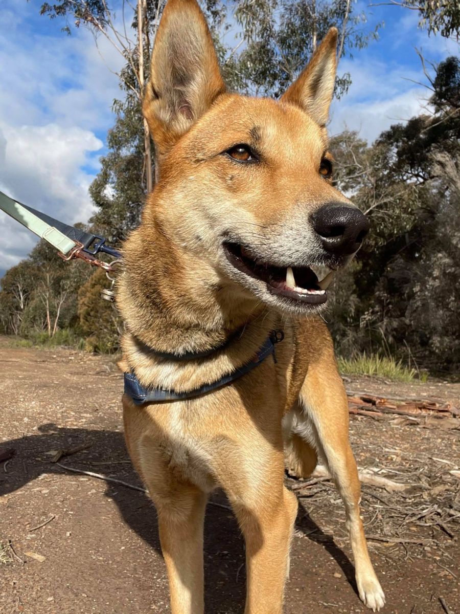 Riggs - Kelpie Dingo Mix - Medium Male Kelpie x Dingo Mix Dog in ACT ...