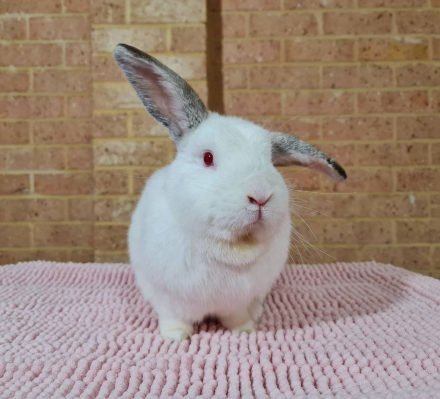 Finnegan - Male Californian Mix Rabbit in WA - PetRescue