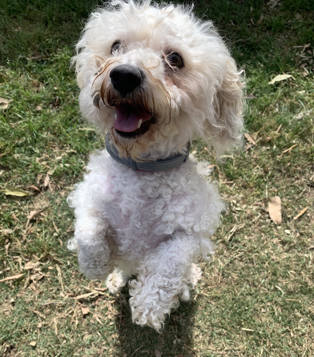 RSPCA Gympie PetRescue