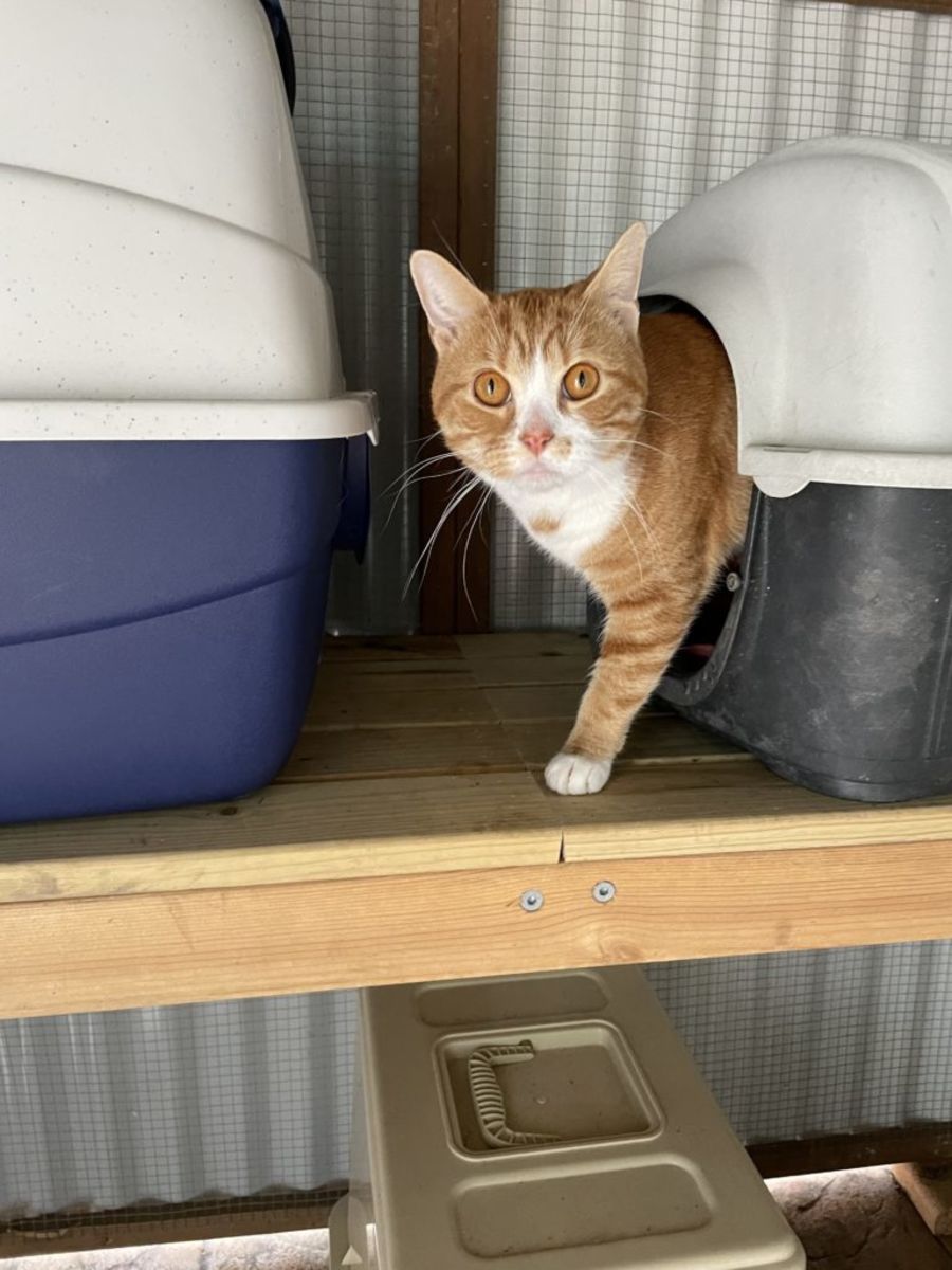 Hunter Animal Rescue PetRescue