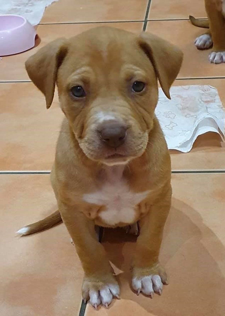Dahl Medium Female Bull Arab x Kelpie Mix Dog in QLD PetRescue