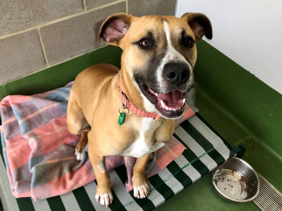 Australian Animal Protection Society Aaps Petrescue