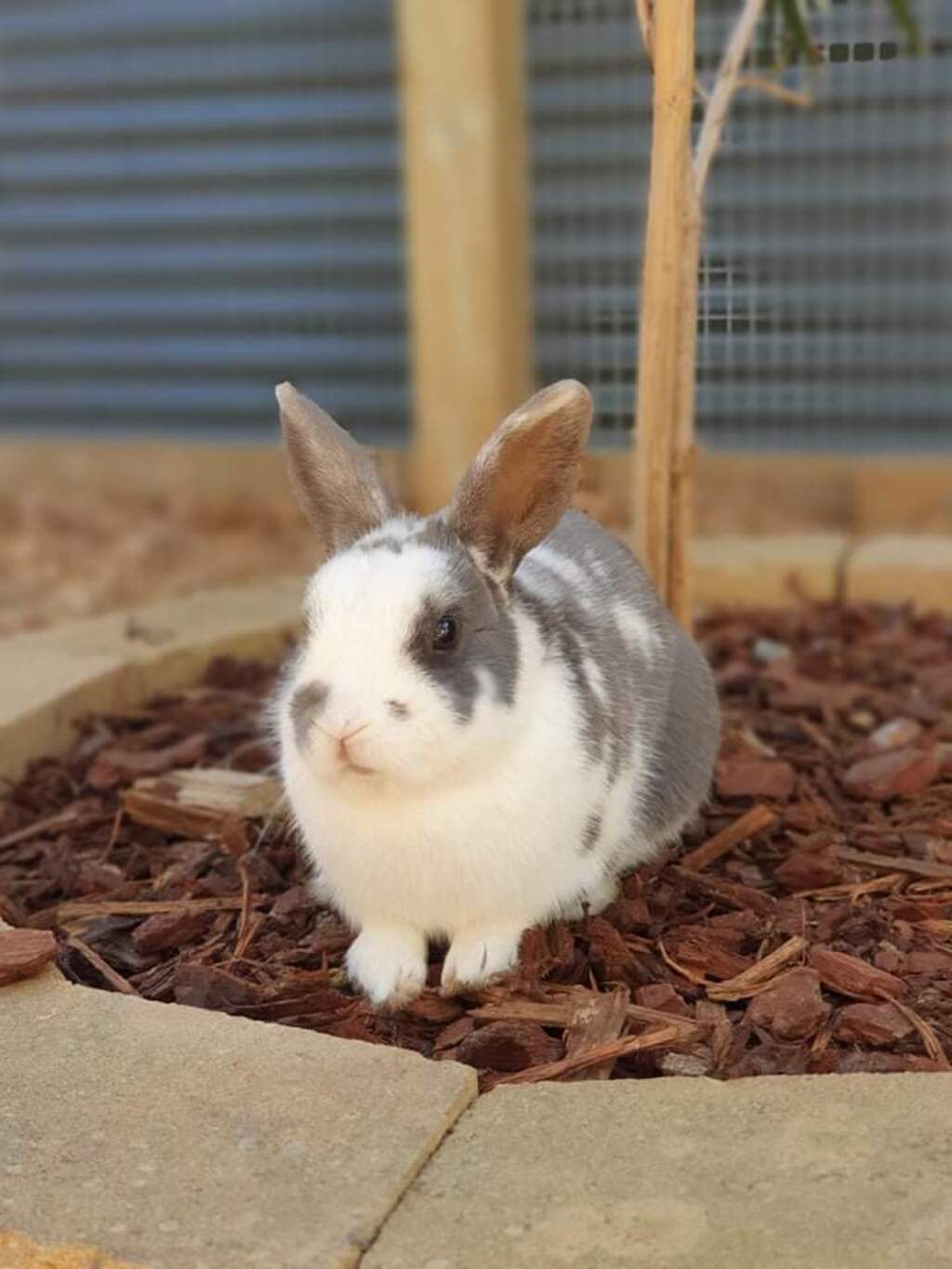 Suede - Male Lop Eared Mix Rabbit in NSW - PetRescue