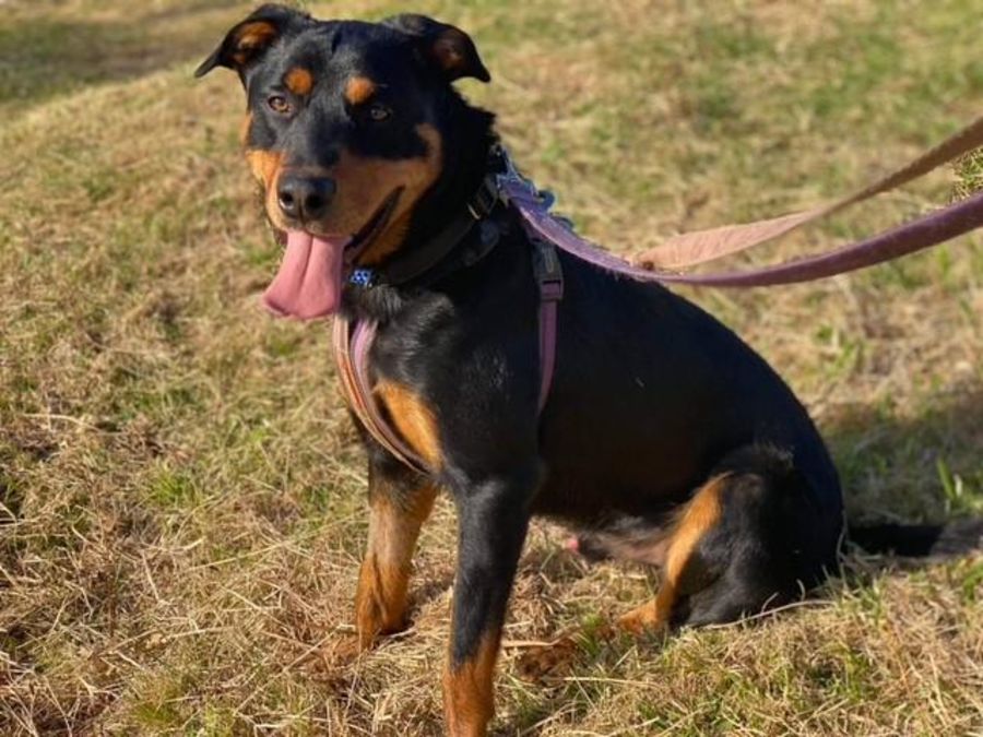 Rottie x hot sale