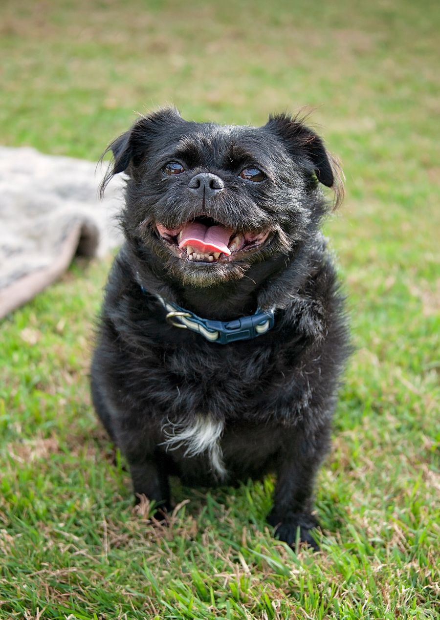 Mila Small Female Pug x Shih Tzu Mix Dog in QLD PetRescue