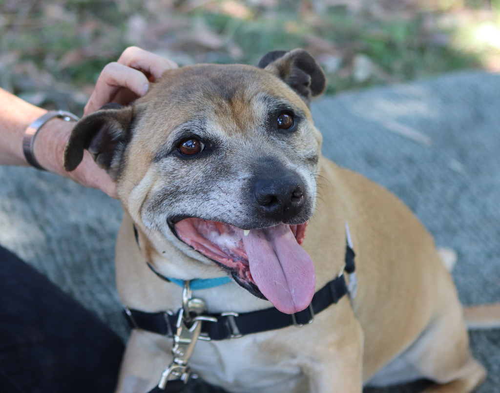 Shiloh - Medium Male American Staffordshire Bull Terrier Mix Dog in QLD ...