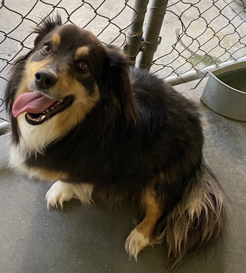 Sheltie tzu hotsell