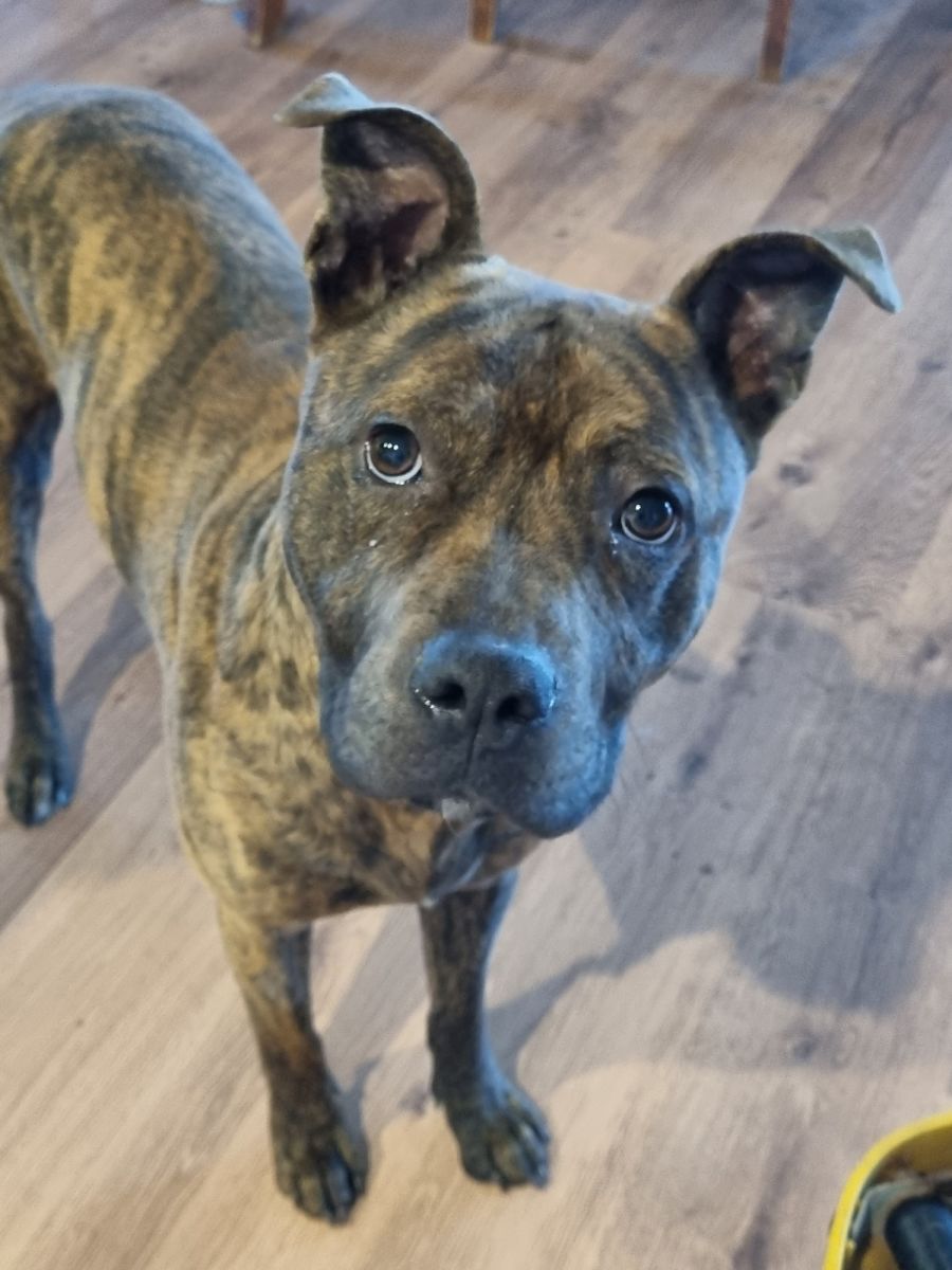 Tiger brindle staffy 2025