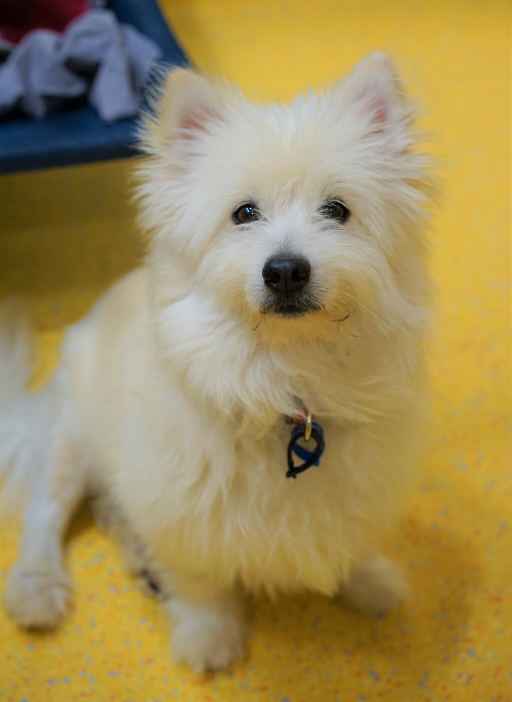 Japanese spitz cheap terrier mix