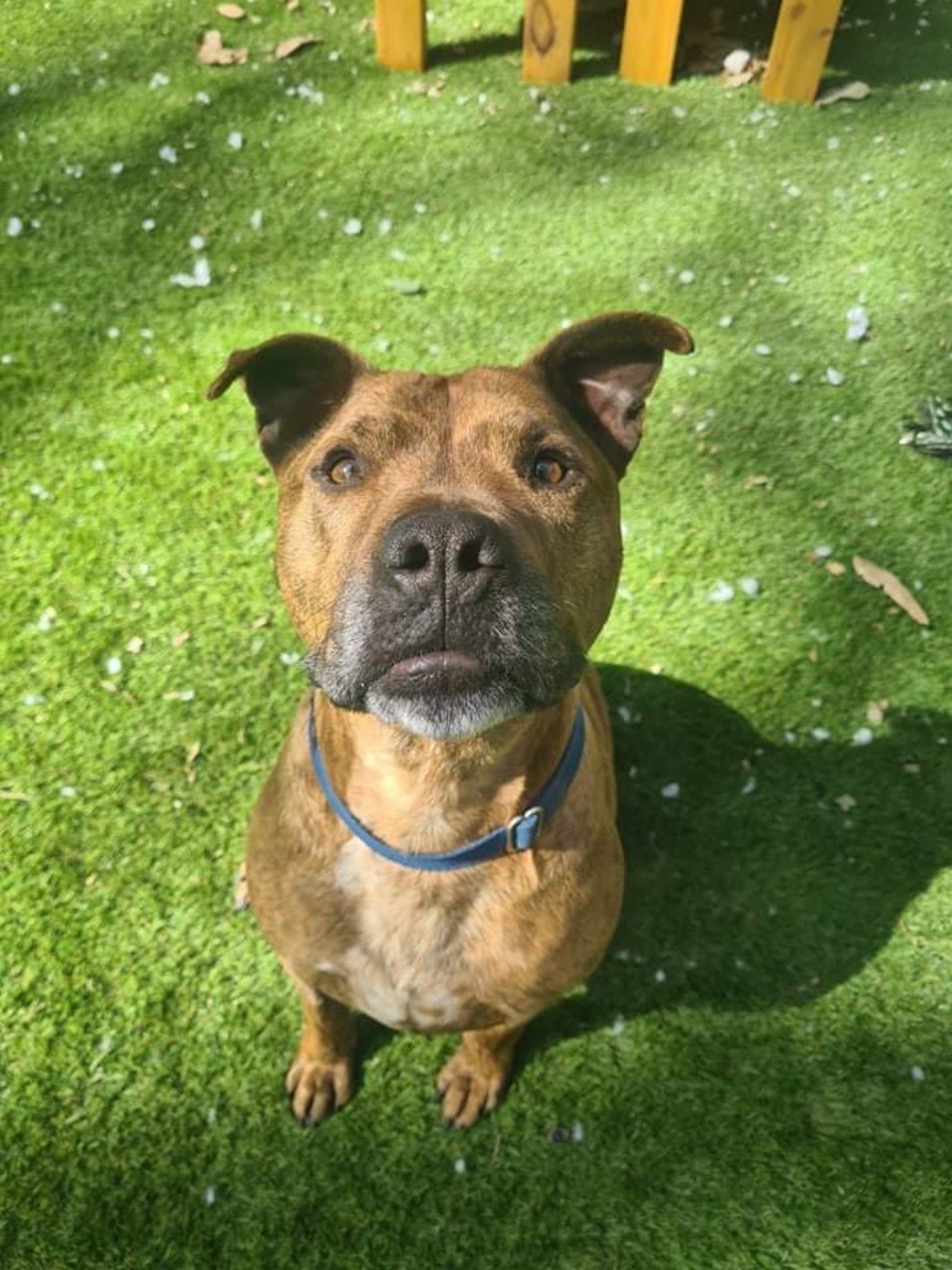 Brodie Large Male American Staffi Mix Dog in NSW PetRescue