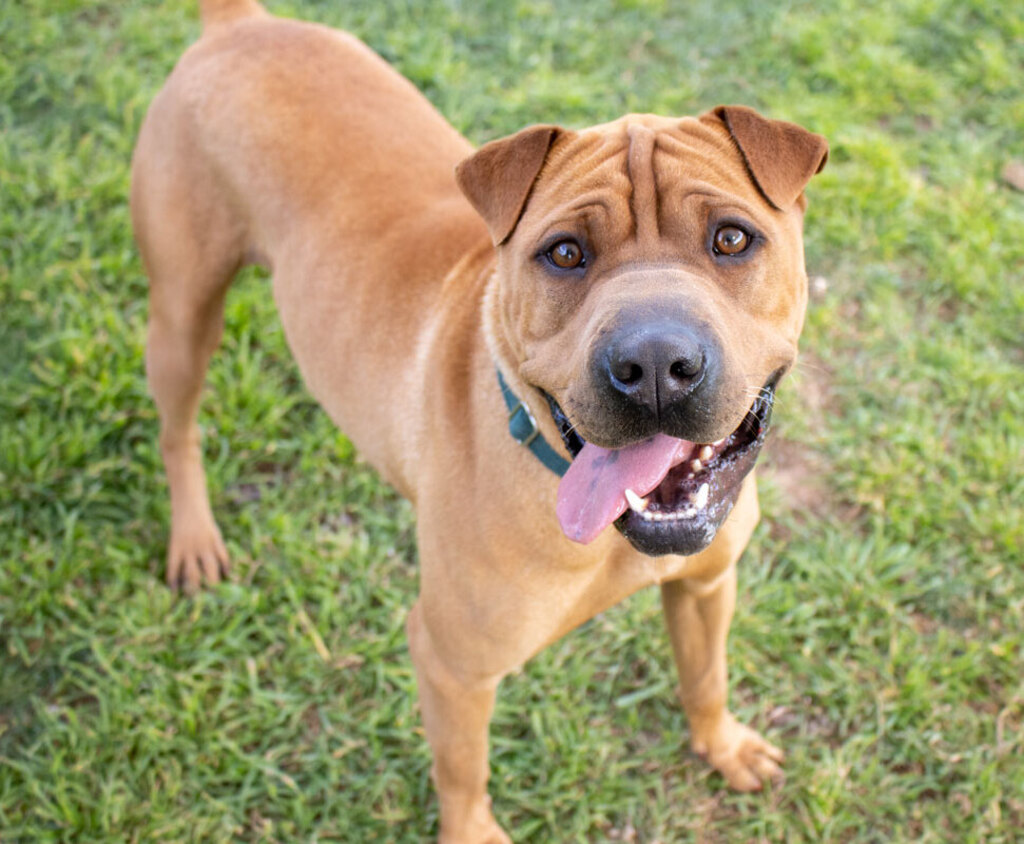 Frankie Large Female Rottweiler x Shar Pei Mix Dog in ACT PetRescue