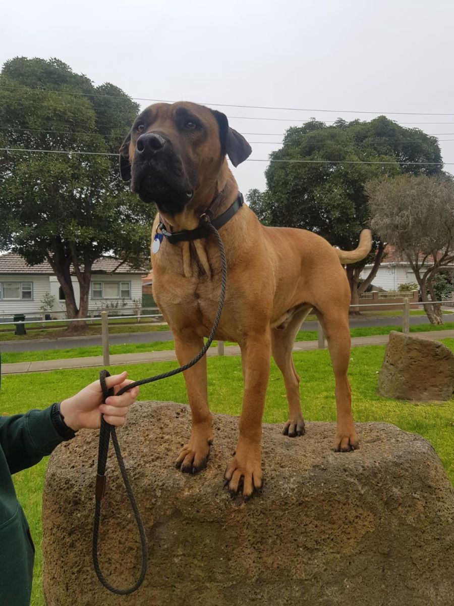 Ridgeback boerboel deals