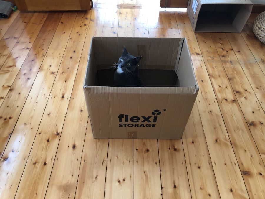 Do you know why cats love cardboard boxes? 🐈‍⬛ 📦 PetRescue