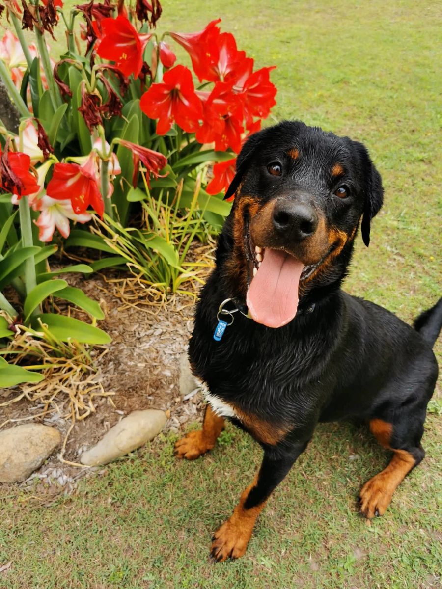 Are Rottweilers Velcro Dogs