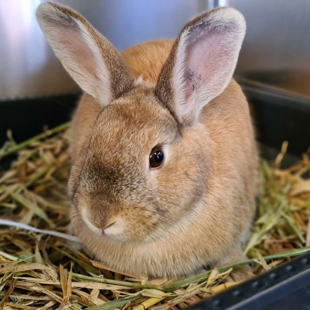 Natasha - Female Rabbit Unspecified Rabbit in VIC - PetRescue