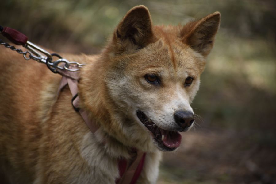 Vixen and Dargo Dingoes Medium Female Dingo Dog in NSW PetRescue