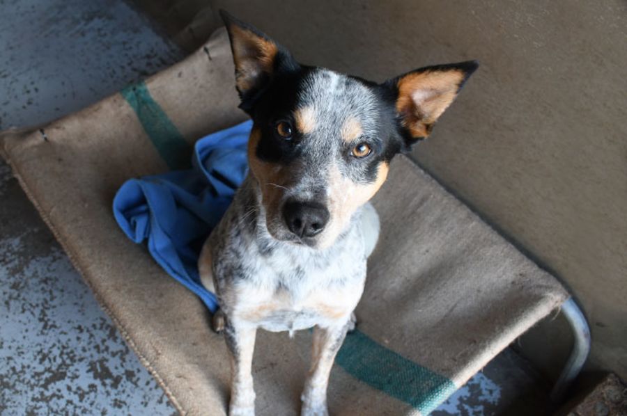 Bluey 33918 Campbelltown Acf Medium Male Cattle Dog Dog In Nsw Petrescue