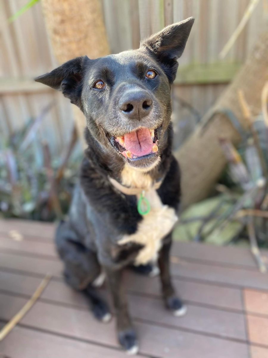 Forever Friends Animal Rescue Latrobe PetRescue