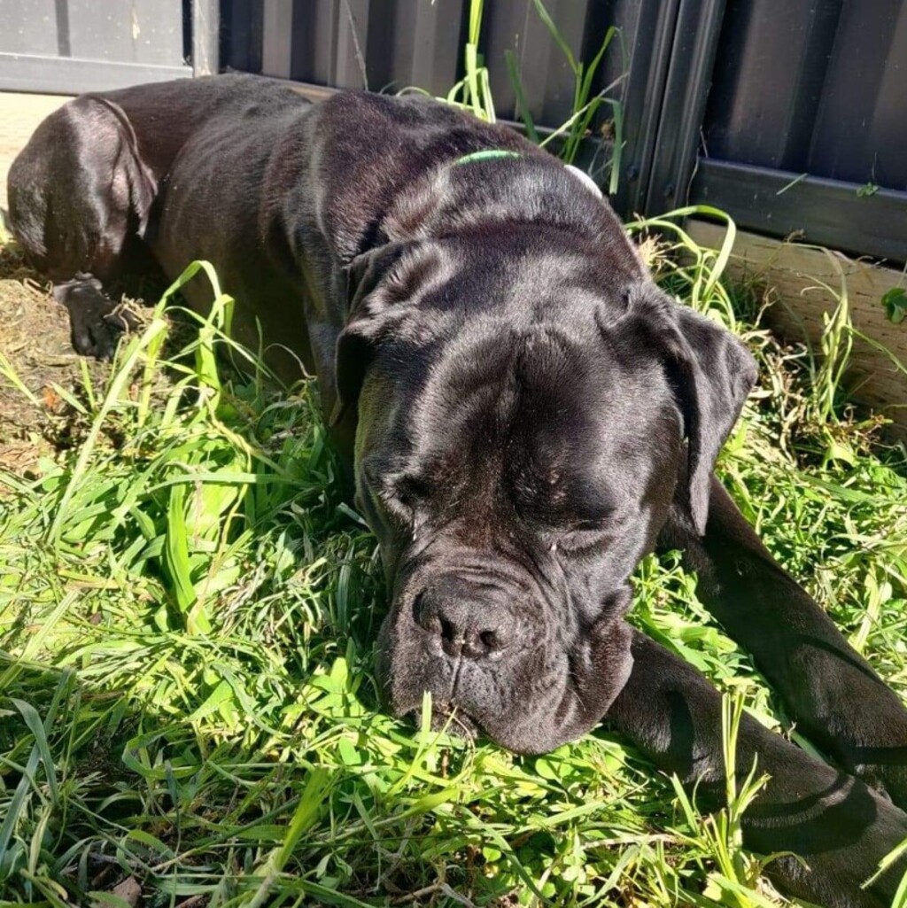 Adopt a Cane Corso near New York, NY