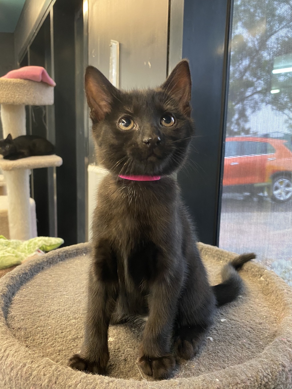 Molasses Female Domestic Short Hair Mix Cat in VIC PetRescue