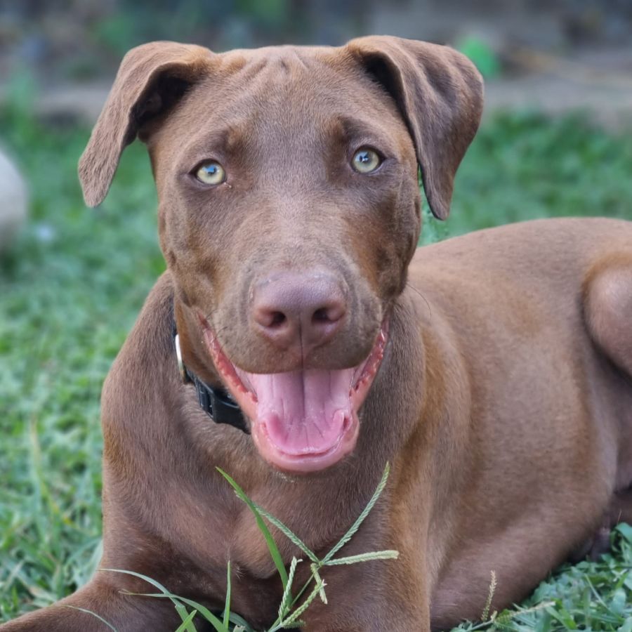 Kaique ( Bandog) - Large Male Mixed Breed Mix Dog in QLD - PetRescue