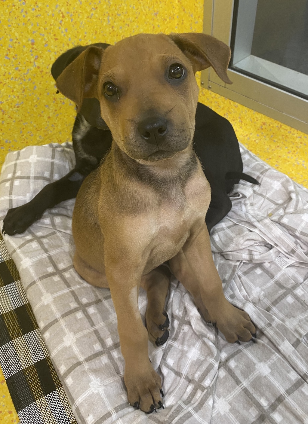 Lilo Medium Female Rottweiler x Shar Pei Mix Dog in QLD PetRescue